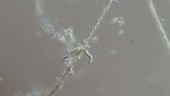 Lacrymaria sp ciliate foraging