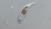 Turbellarian flatworm, light microscopy