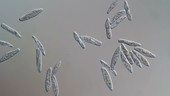 Paramecium, various species