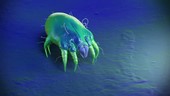 Dust mite walking on a surface, animation