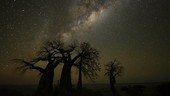 Milky Way over baobabs, timelapse