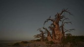 Baobab at dusk, timelapse