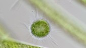 Green sun animalcule, light microscopy