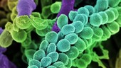 Streptococcus bacteria, SEM