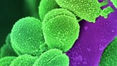 Oral Streptococcus bacteria, SEM