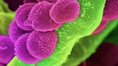 Oral Streptococcus bacteria, SEM