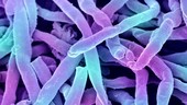 Streptomyces thermophilic bacteria, SEM