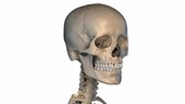 Human skull rotating, animation