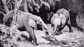 Rescue by African elephants, 19th century