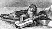 Performing seals, 1893
