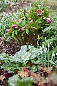 Snowdrops and pink hellebores in garden