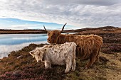 Scottish Highland cows (Kyloe) near Fearnmore on the west coast of Scotland