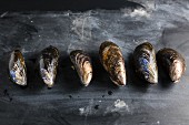 A row of mussels on a slate slab