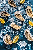 Fresh oysters with lemon wedges and ice cubes