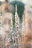 Hoar frost on seed heads