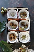Paper cake cases and acorns in divided box
