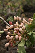 Ripe pistachios in the Bronte region of Sicily, Italy