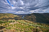 The winegrowing region by the Douro river in the Douro Valley in Portugal
