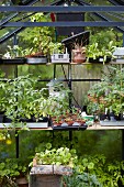 Seedlings and various plants in greenhouse