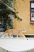 Cat walking along top of white wooden fence