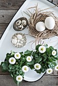 Bellis next to eggs in nest and flan tins on tray