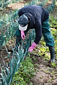 Organic leek cultivation: a farmer removes weeds by hand