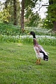 Laufente auf einer Wiese