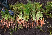 Freshly harvested organic carrots lying on a field