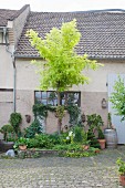 Vorgartenbeet mit Grünpflanzen, Baum und Blumen vor Bauernhaus