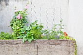 Betontrog als Hochbeet mit verschiedenen Küchenkräutern, Gartenpflanzen und Blumen