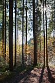 Sun shining through trees in golden autumn woods