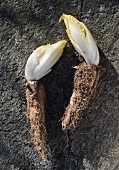 Chicory with roots lying on a stone surface