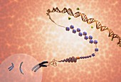 Cellular DNA and epigenetics,diagram