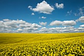 Oil seed rape field