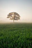 Tree and wheat field in morning mist