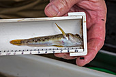 Invasive goby caught during fish survey