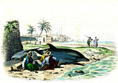 Beached dolphin,19th century
