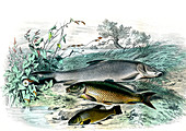 Barbel and other fish,19th century