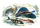 Gurnard and other fish,19th century