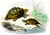Tortoises,19th century