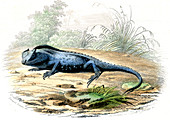Lyriocephalus lizard,19th century