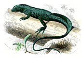 Porte cree lizard,19th century