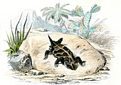 Phrynosoma horned lizard,19th century