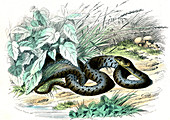 Grass snake,19th century