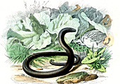 Slow worm,19th century