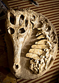 Crocodyliformes fossil