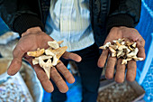 Fossil shark teeth on sale,Morocco