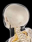 Nervous system of neck