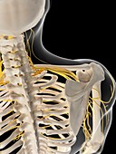 Nervous system of shoulder