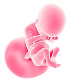 Human fetus age 19 weeks